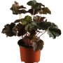 Purpurglöckchen Splendens Rot im Topf, Heuchera mit dunklem Laub.