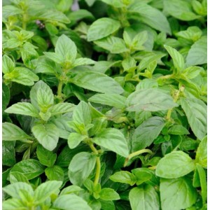 Nahaufnahme der grünen Blätter der Ackerminze Banana (Mentha arvensis).