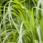 Nahaufnahme von grünem Diamantgras (Calamagrostis Brachytricha) im 3-5 Liter Container.