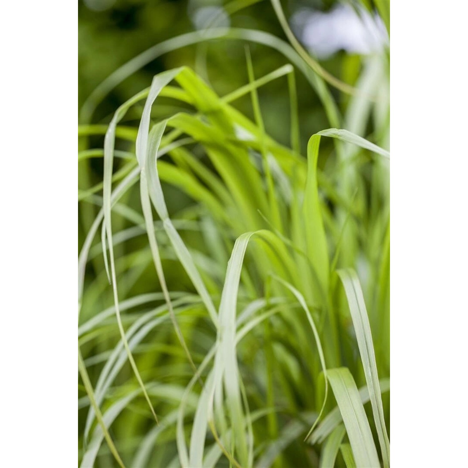 Calamagrostis Brachytricha Diamantgras 3-5 Liter Container günstig online kaufen