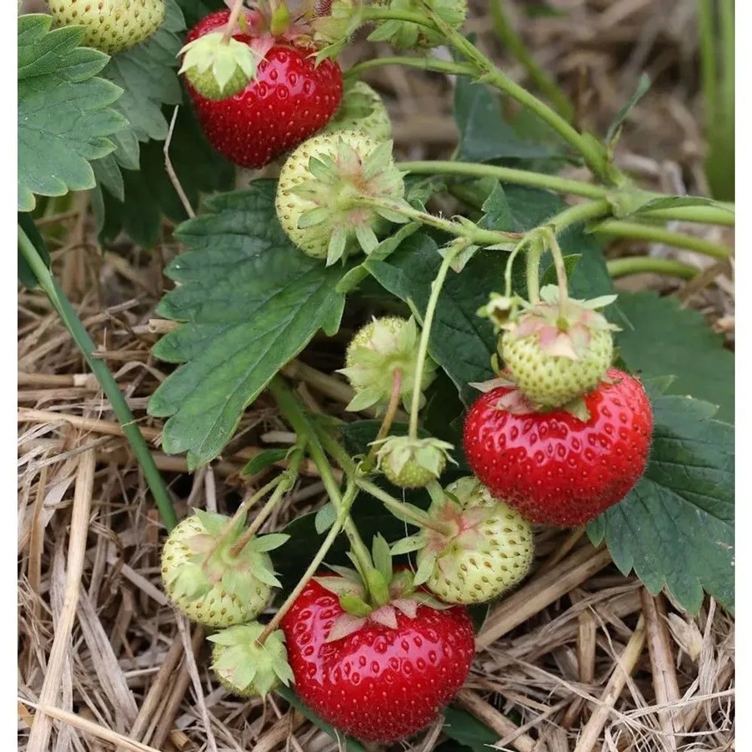 Walderdbeere Ostara - Fragaria vesca
