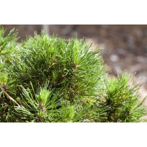Kompakte Bergkiefer Pinus Mugo Varella mit sattgrünen Nadeln, Stammhöhe 60 cm.