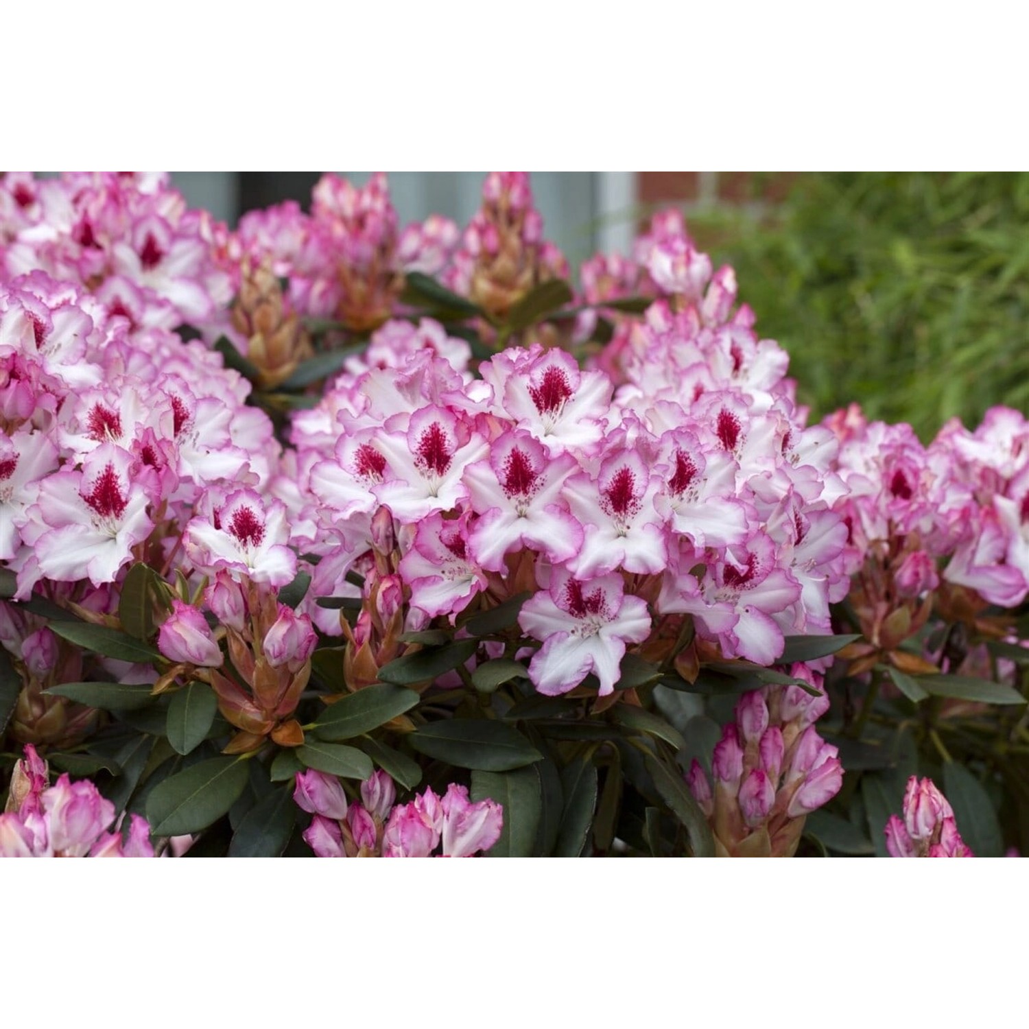 Rhododendron Hybr. Hachmanns Charmant Rosa Blüten 80–90 cm günstig online kaufen
