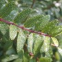Nahaufnahme der schmalblättrigen Steinlinde (Phillyrea angustifolia) mit Wassertropfen auf den Blättern.