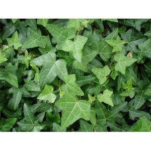 Nahaufnahme von grünem Efeu (Hedera helix) im Topf, Blätter mehrlappig.