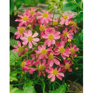 Rosa Mädchenauge 'American Dream' im 9x9 cm Topf. Zarte, rosa Blüten mit gelber Mitte. Bienenfreundliche Staude.