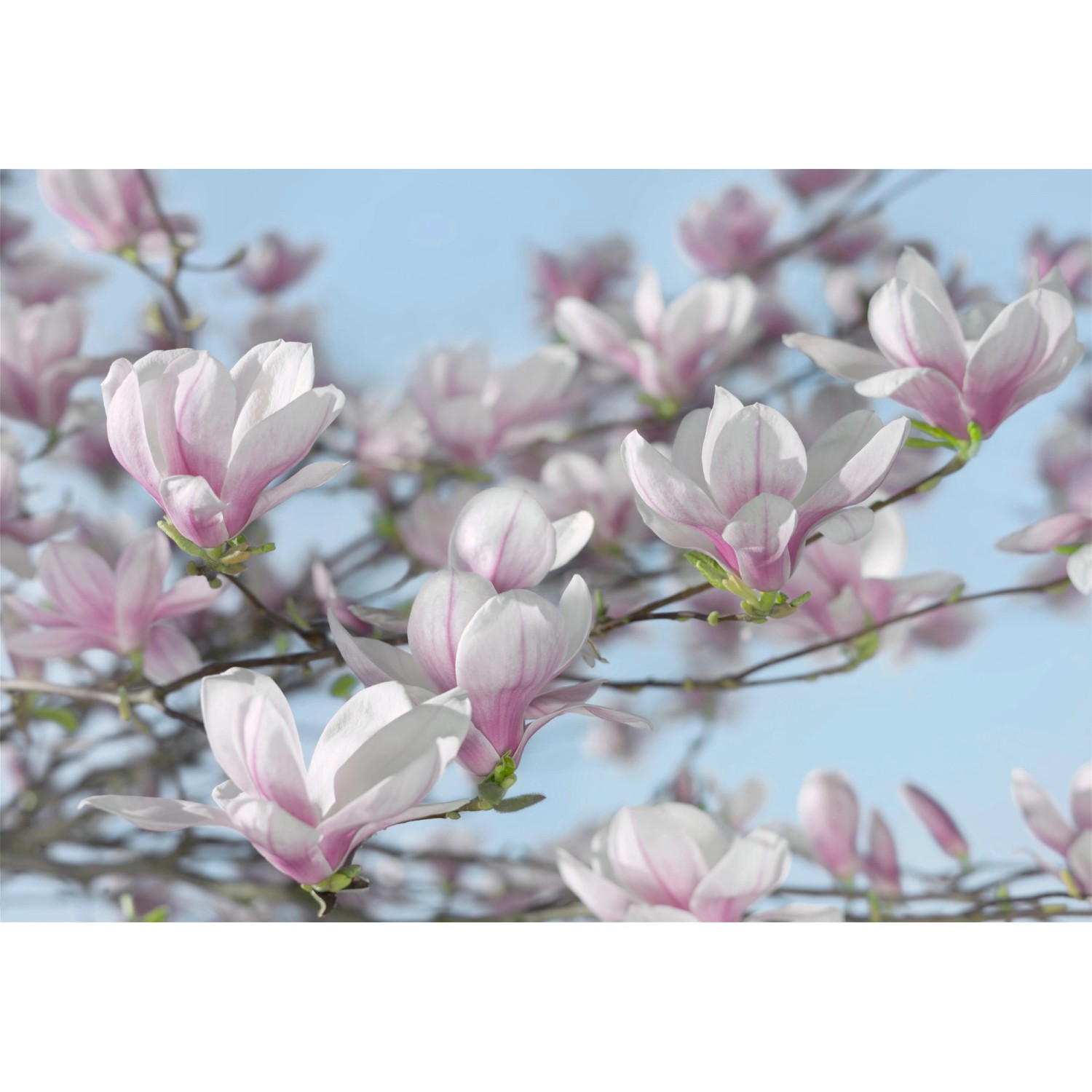 Komar Fototapete Magnolia 368 cm x 254 cm FSC®