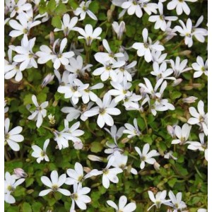 Nahaufnahme von Bubikopf Treadwellii (Pratia pedunculata) mit kleinen, weißen Blüten.