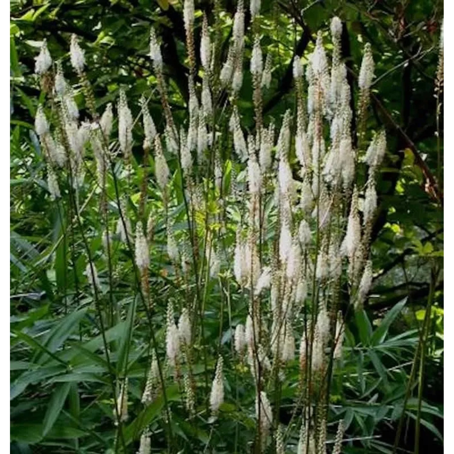 Silberkerze Frau Herms - Actaea simplex