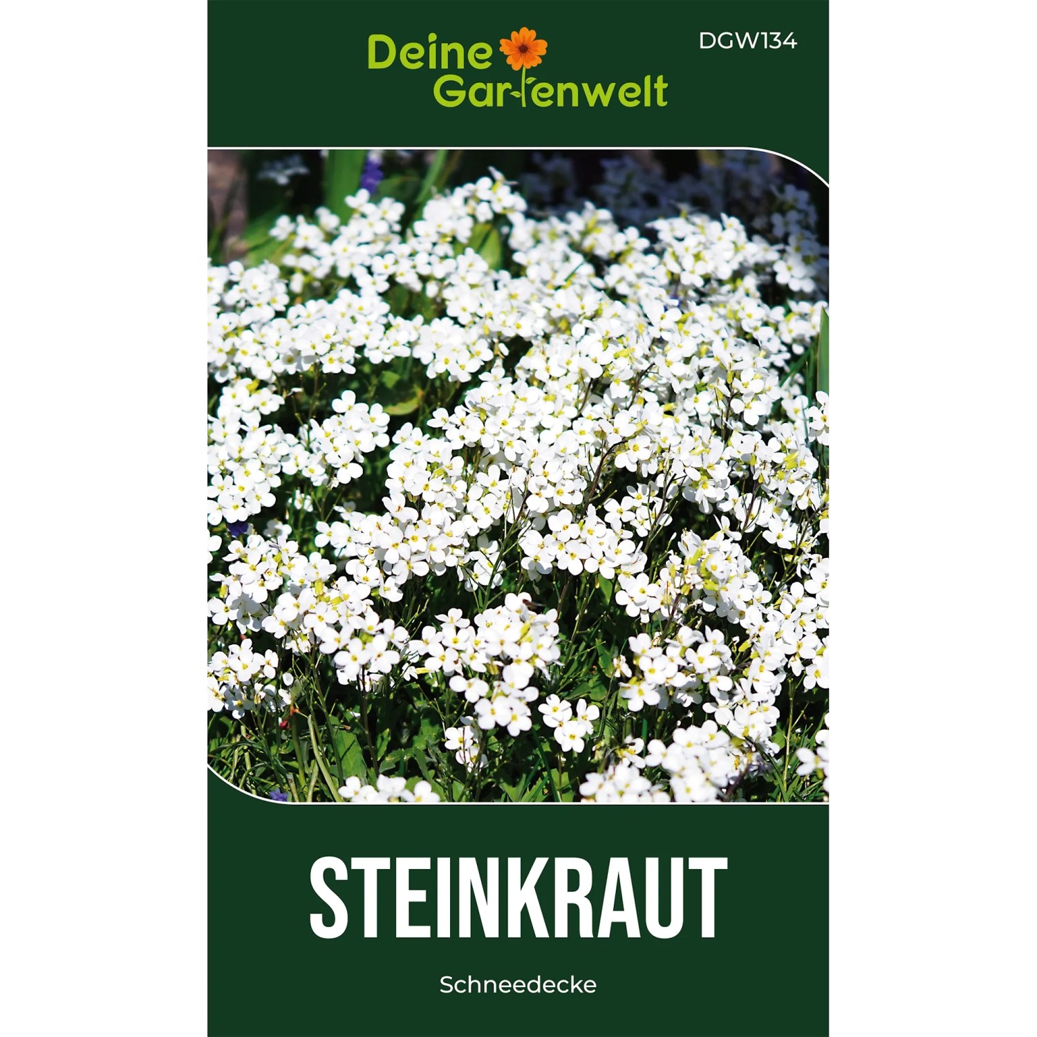 Deine Gartenwelt Steinkraut Schneedecke Samen