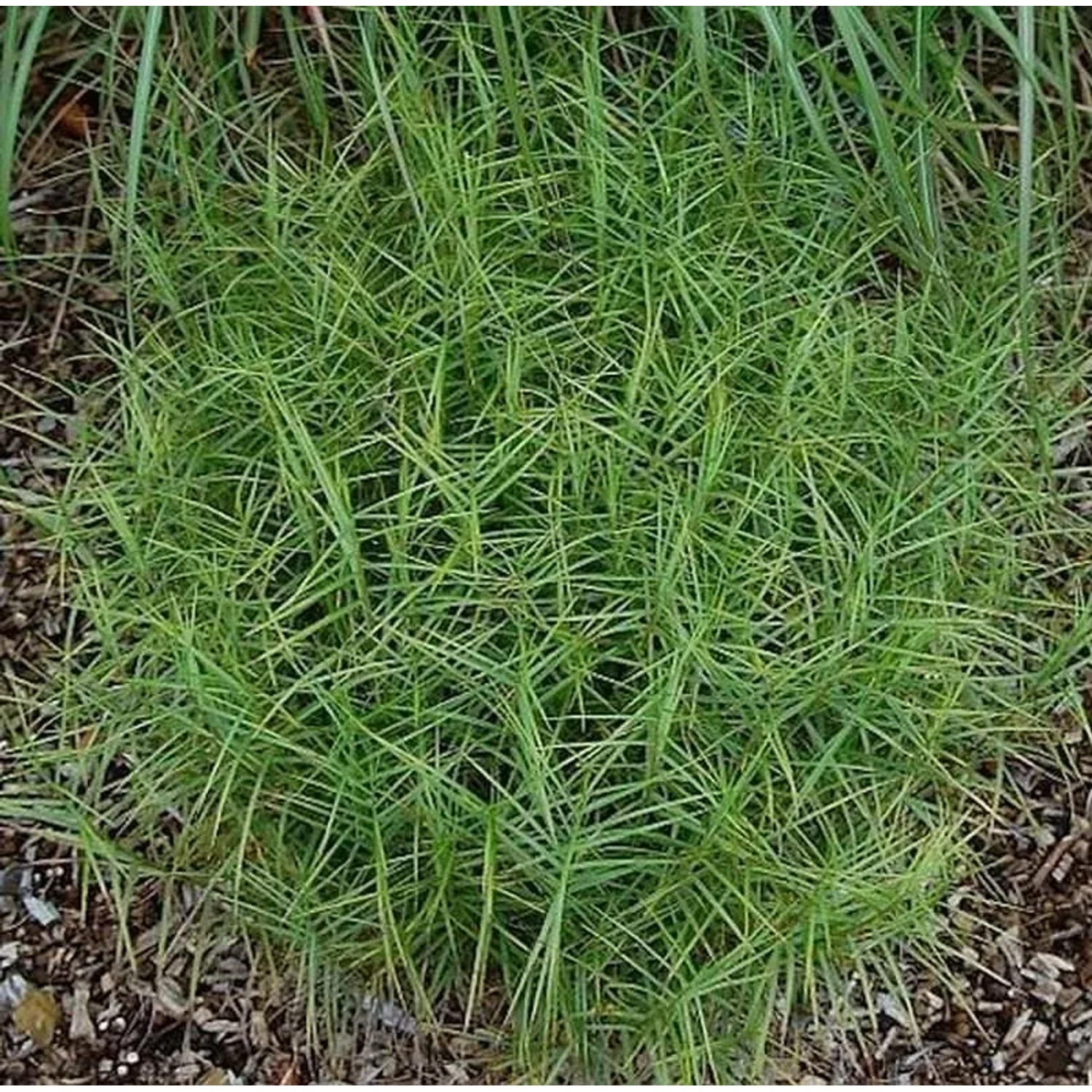 Palmwedelegge Little Midge - Carex muskingumensis