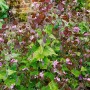 Mondviole (Lunaria Rediviva) im Topf mit lila Blüten und grünen Blättern.