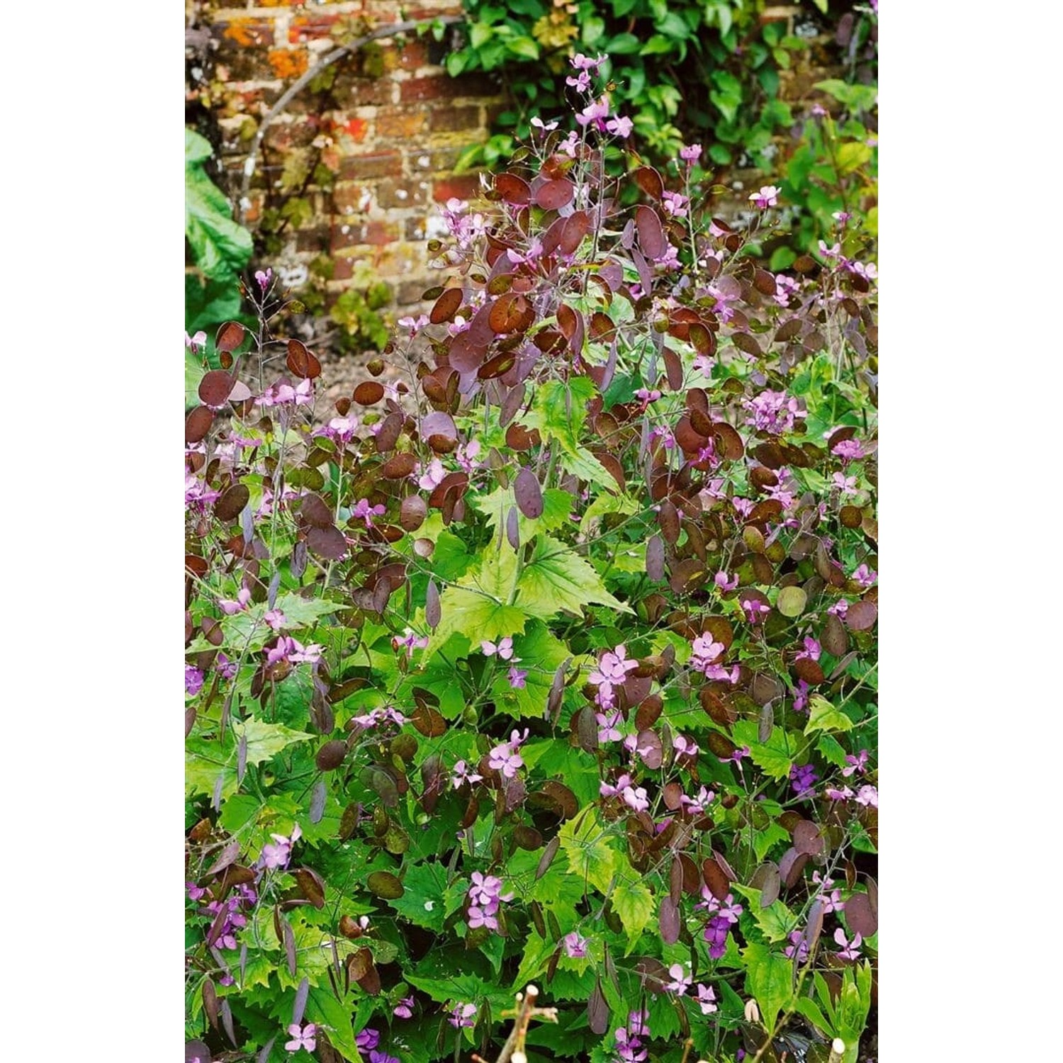 Lunaria Rediviva Mondviole Ca. 11x11 cm Topf günstig online kaufen