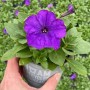 Hängende, violette Grow by OBI Petunie im Topf, ideal für Balkon und Kübel.
