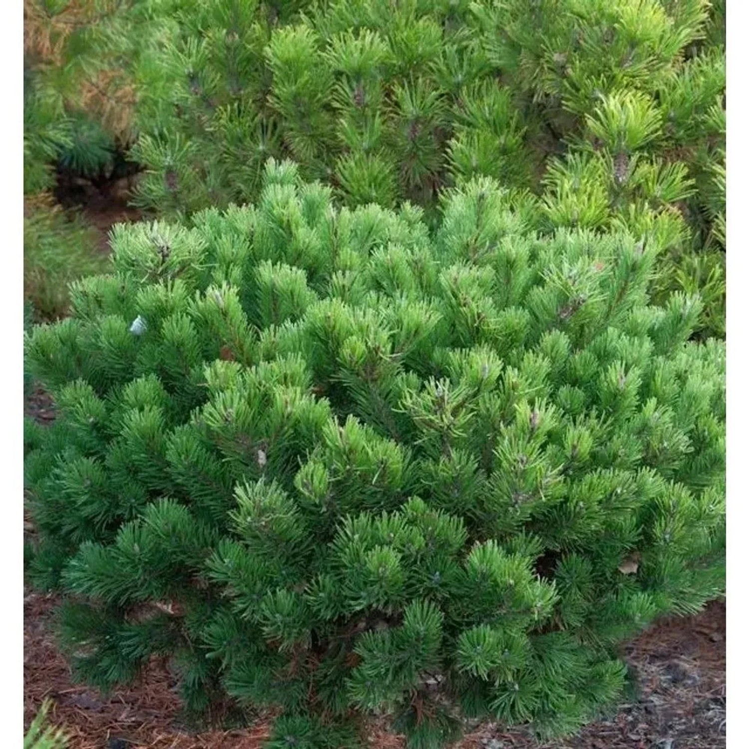 Zwerg Latschenkiefer Klostergrün 25-30cm - Pinus mugo