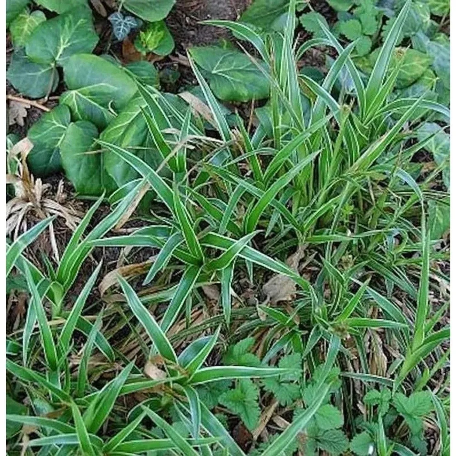 Waldmarbel Aureomarginata - Luzula sylvatica