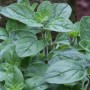 Wilder Majoran - Origanum vulgare