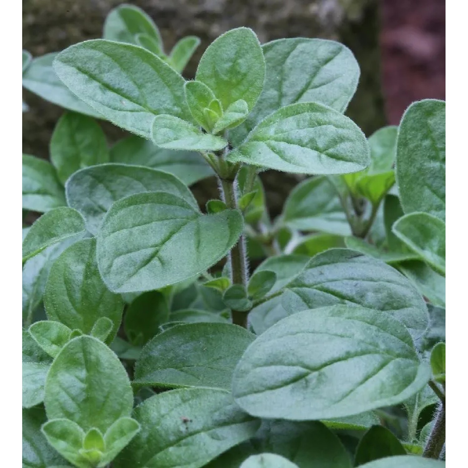 Wilder Majoran - Origanum vulgare