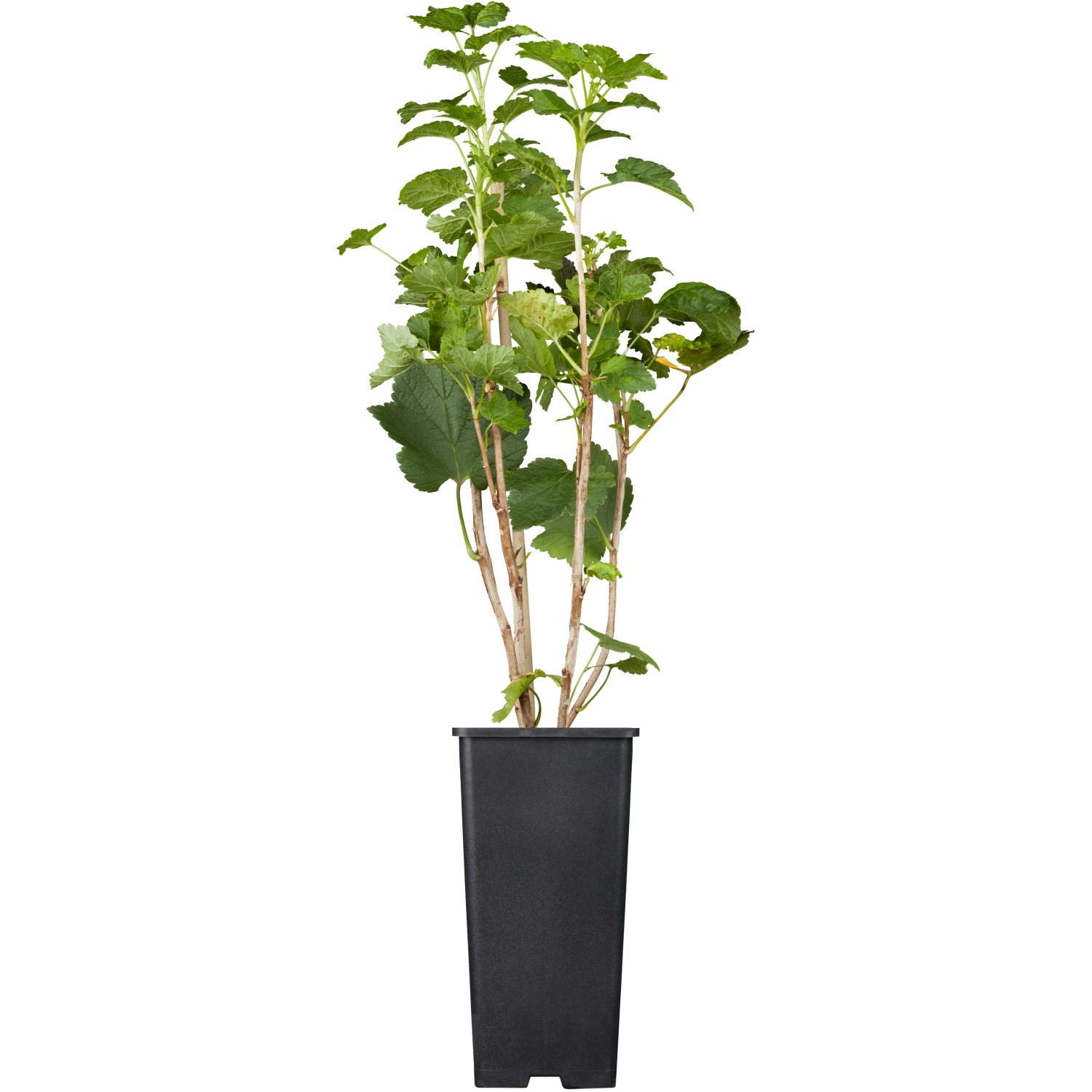 GROW by OBI Bio Johannisbeere Jonkheer van Tets Rot Topf ca.2 l Ribes