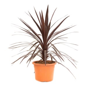 GROW by OBI Keulenlilie (Cordyline australis) im Topf, ca. 40 cm hoch, mit dunkelroten Blättern.