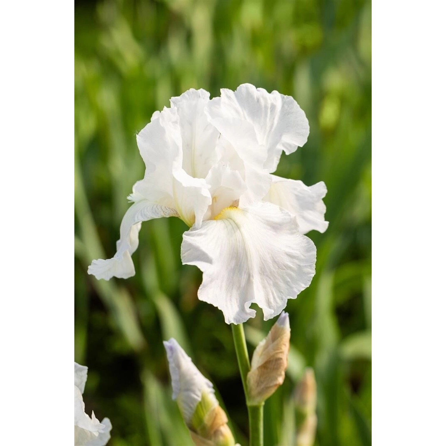 Iris X Barb.-Elat.'Immortality' Schwertlilie Ca. 11x11 cm Topf günstig online kaufen