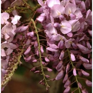 Nahaufnahme des Blauregen Rosea mit zarten, rosa Blüten.