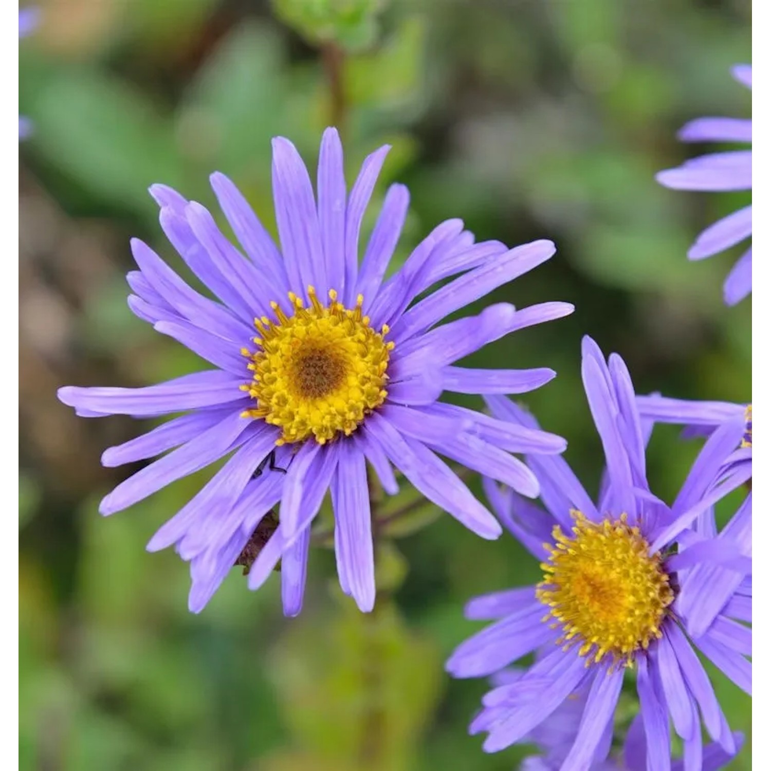 Berg Aster Grunder - Aster frikartii