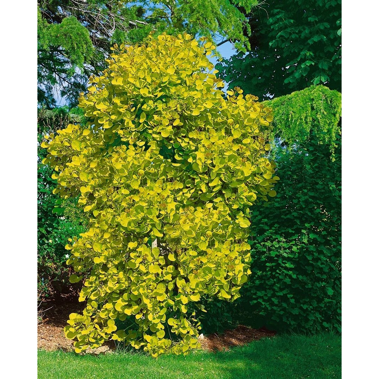 Cotinus Coggygria Golden Spirit Perückenstrauch Goldgelb 100–125 cm günstig online kaufen