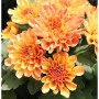 Winteraster Mandarin - Chrysanthemum hortorum_2