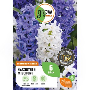 GROW by OBI Hyazinthen-Kollektion, Mischung aus blauen und weißen Blumenzwiebeln, 6 Stück.