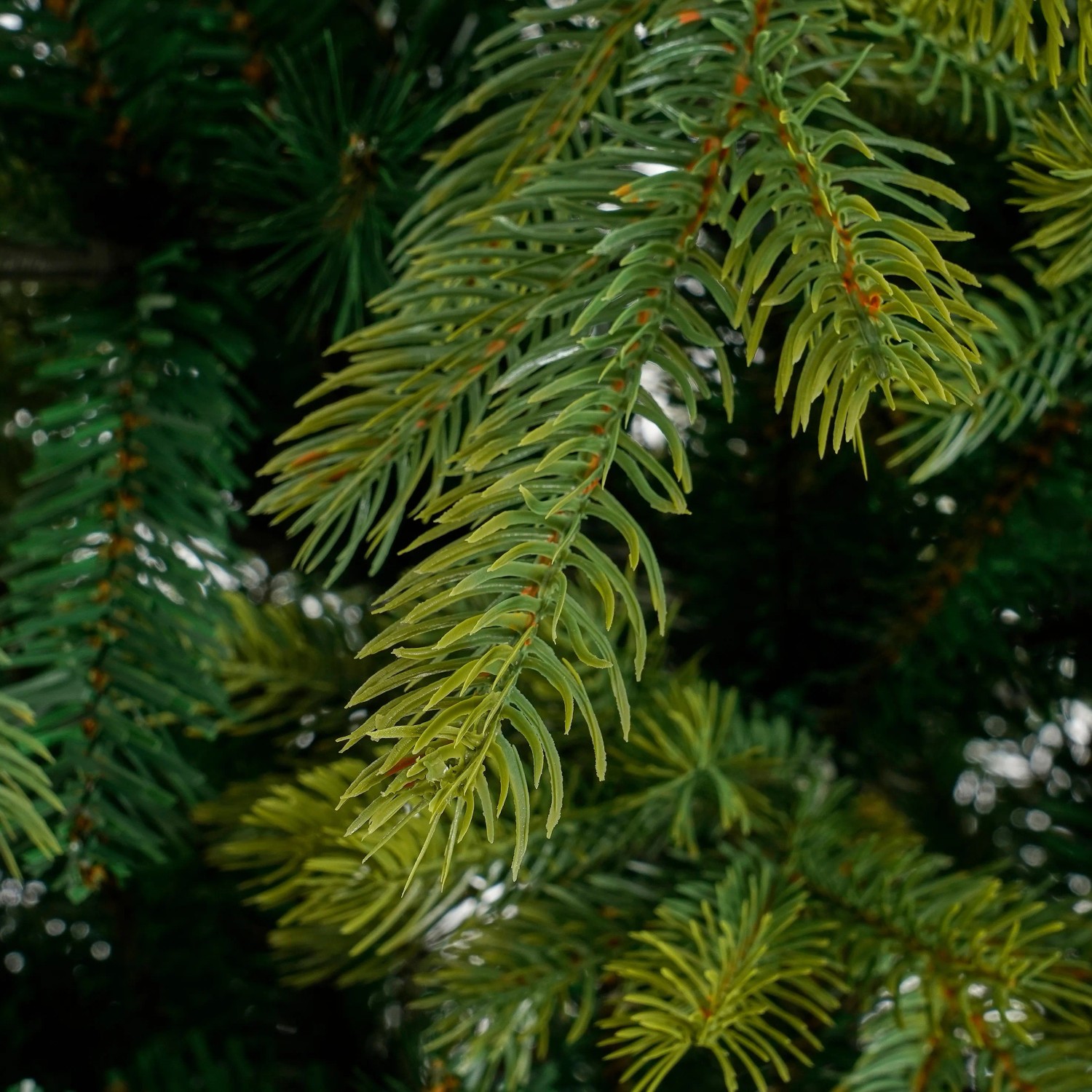 Detailaufnahme: Grüne Nadeln des Black Box Trees Weihnachtsbaum Grimshaw, künstlicher Tannenbaum.