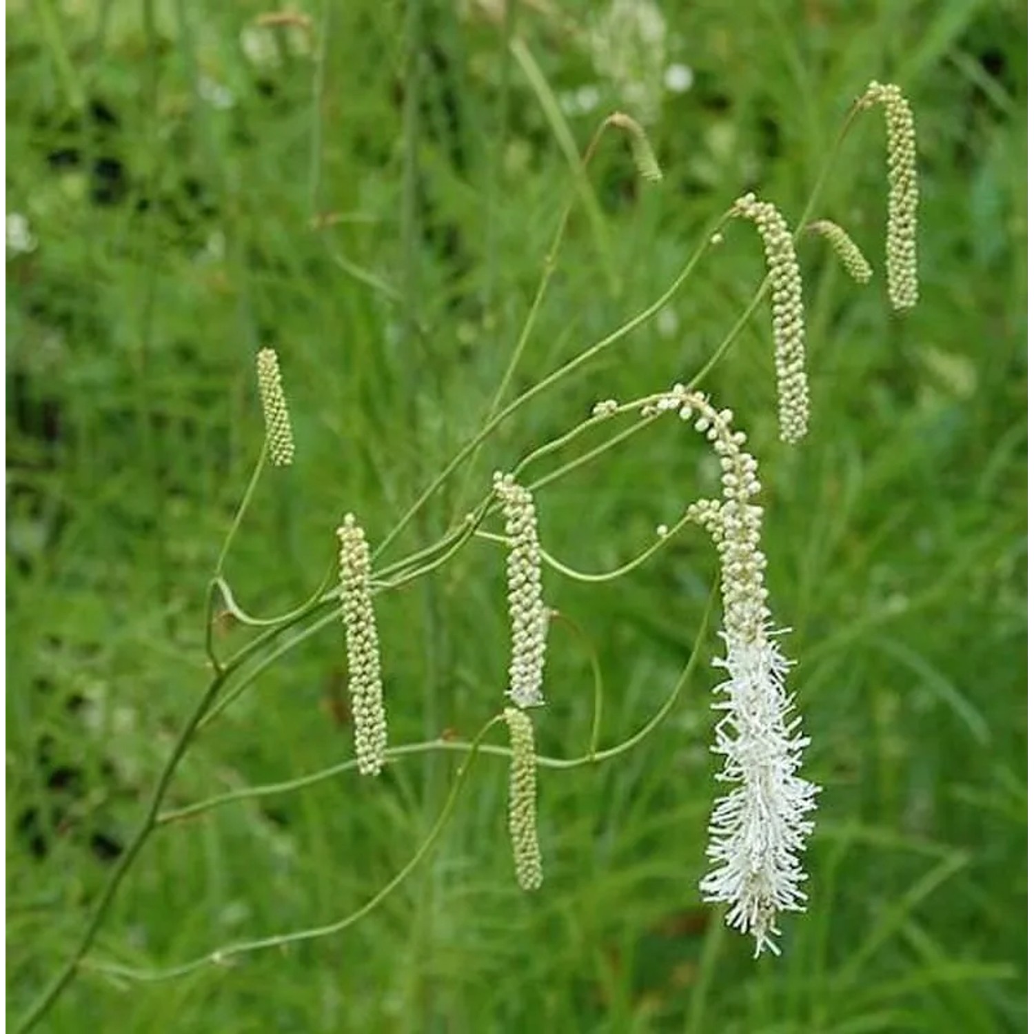 Weißblühender Wiesenknopf - Sanguisorba tenuifolia