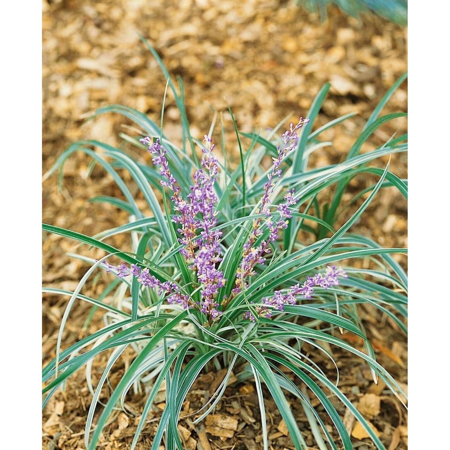 Liriope Spicata Lilientraube Immergrün Ca. 9x9 cm Topf günstig online kaufen