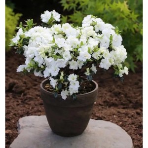 Japanische Azalee Schneewittchen 15-20cm - Rhododendron obtusum - Zwerg Alpenrose