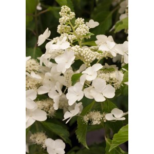 Nahaufnahme der weißen Blüten der Rispenhortensie Levana, einer blühenden Zimmerpflanze.