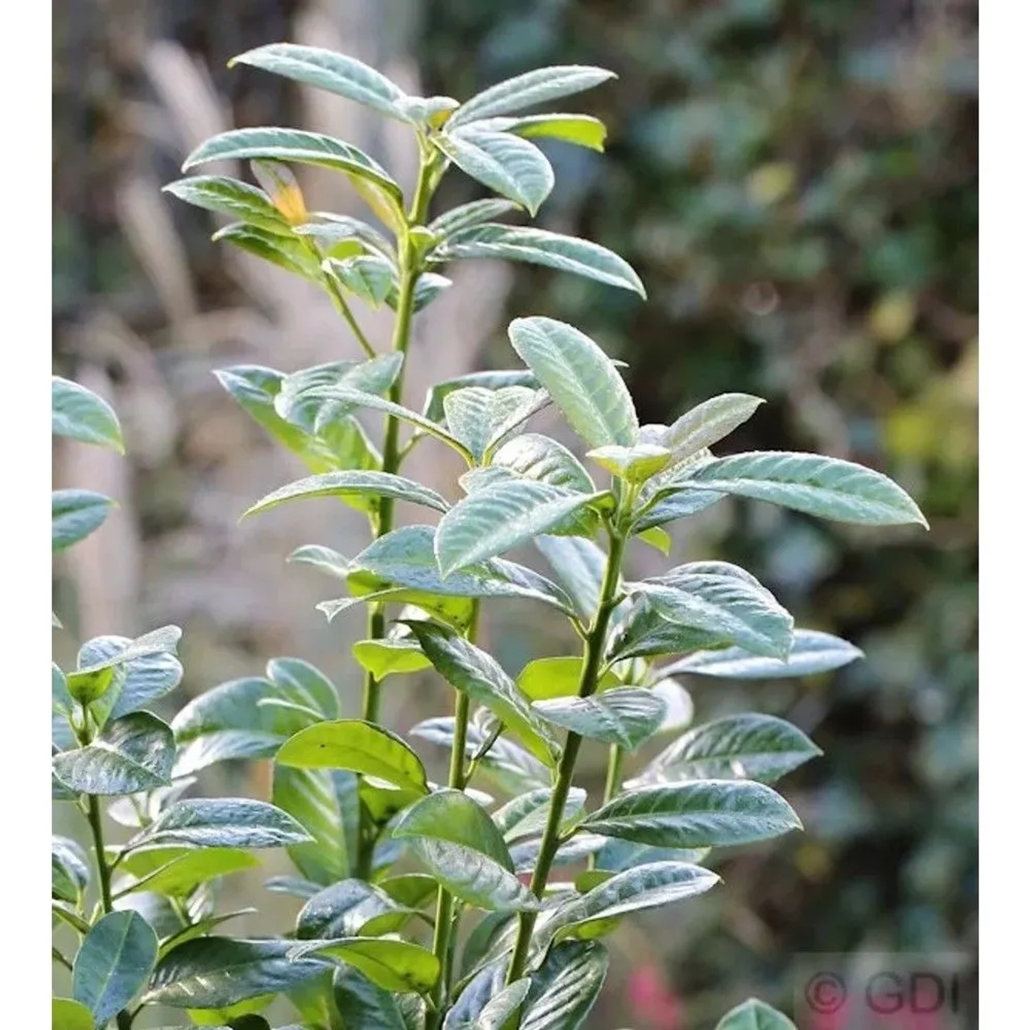 Kirschlorbeer Ani 40-60cm - Prunus,aurocerasus
