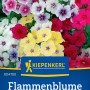 Kiepenkerl Flammenblume Sommer-Phlox Mischung mit Blüten in Gelb, Rot, Weiß und Lila.
