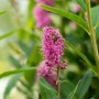 Rosa blühende Spiraea Billardii Triumphans, Strauch mit grünen Blättern.