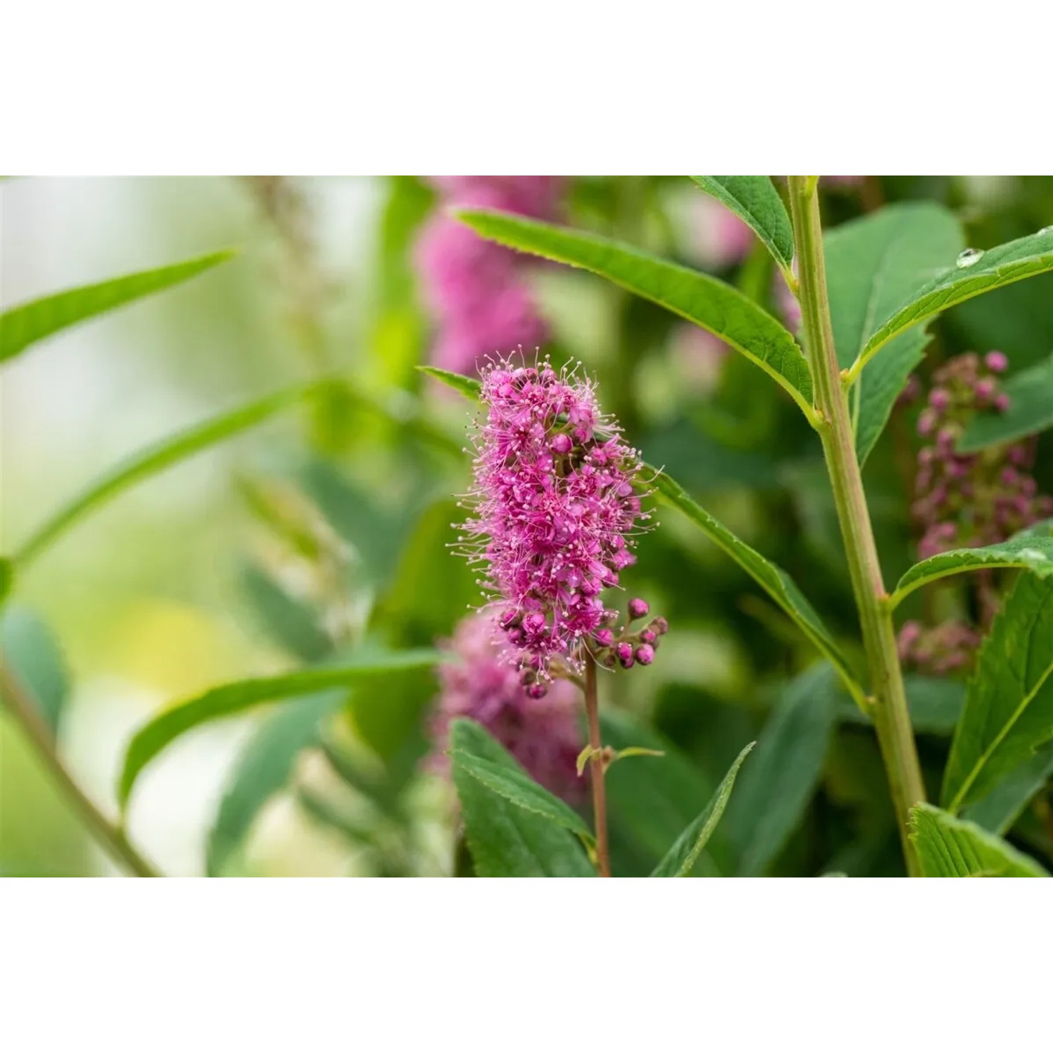 Rosa blühende Spiraea Billardii Triumphans, Strauch mit grünen Blättern.