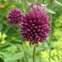 Purpurvioletter Zierlauch (Allium sphaerocephalon) im Garten, Nahaufnahme der Blüte.