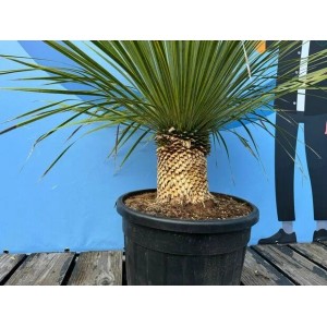 Sunny-Tree Mediterrane Yucca Rostrata Palmlilie mit Stammhöhe 20/30 cm Winterharte Pflanze bis -20°C