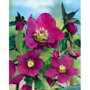 Nahaufnahme der roten Lenzrose 'Red Lady' im 11x11 cm Topf. Winterharte Staude mit attraktiven Blüten.