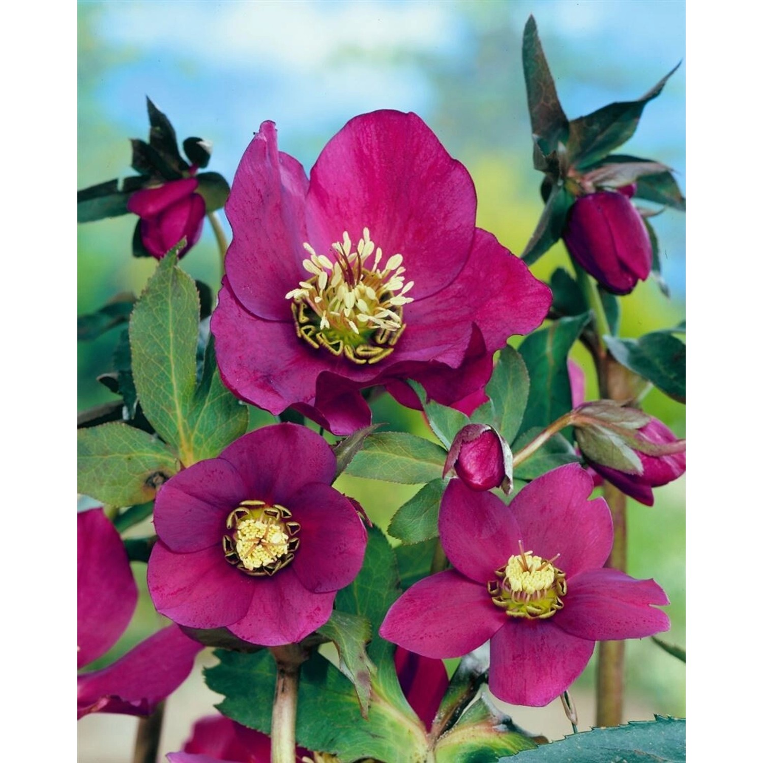 Helleborus X Or.Lady-S.Red Lady Ca. 11x11 cm Topf günstig online kaufen