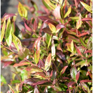 Kleine Traubenheide 'Burning Love' mit rot-grünen Blättern, Zierstrauch für Garten.