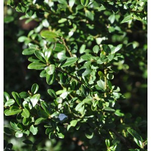 Nahaufnahme der Japanischen Stechpalme Ilex Glori Gem, ein immergrüner Strauch mit kleinen, glänzenden Blättern.