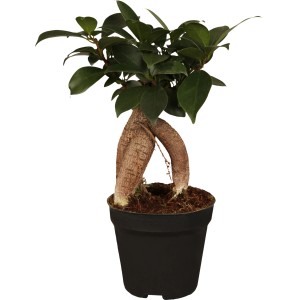 Chinesische Feige Ginseng Bonsai im Topf, Ficus Zimmerpflanze mit bizarr geformten Wurzeln und grünen Blättern.