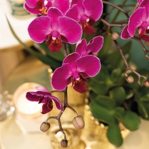 Lila Kolibri Orchidee Phalaenopsis im goldenen Diamant Dekotopf (Topfgröße 9cm).