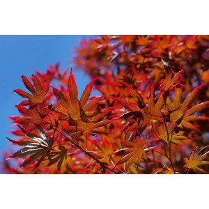 Acer Palmatum Trompenburg: Japanischer Ahorn mit roten Blättern vor blauem Himmel.