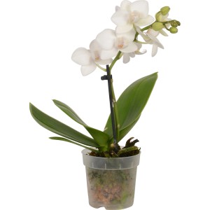 Mini Schmetterlingsorchidee (Phalaenopsis) mit weißen Blüten im Topf.