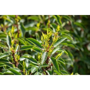Portugiesischer Kirschlorbeer Prunus lusitanica, 125-150 cm, Nahaufnahme der grünen Blätter.